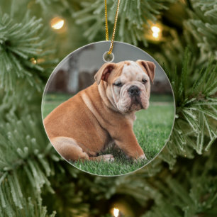 bulldog puppy red and white ceramic ornament