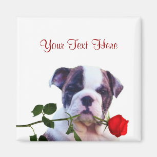Bulldog Puppy Red Rose Valentine Design Magnet