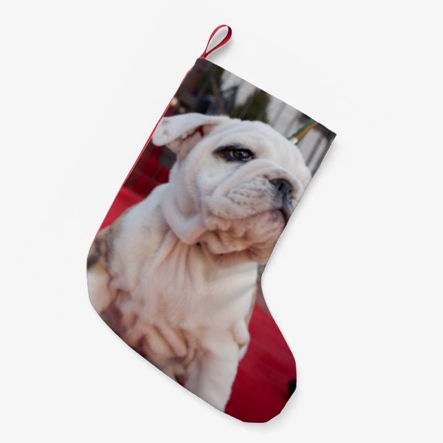 Bulldog Puppy Small Christmas Stocking (Front (Hanging))