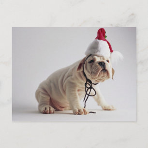 Bulldog Puppy Wearing Santa Hat Holiday Postcard
