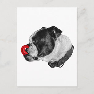 Bulldog Red Accent Mail Postcard