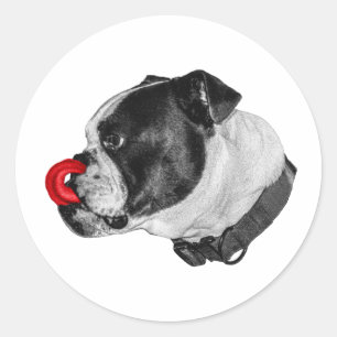 Bulldog Red Tongue Sticker