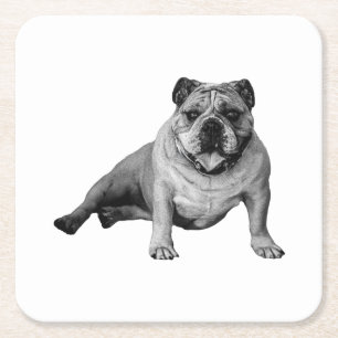 Bulldog Relaxation Moment Square Paper Coaster
