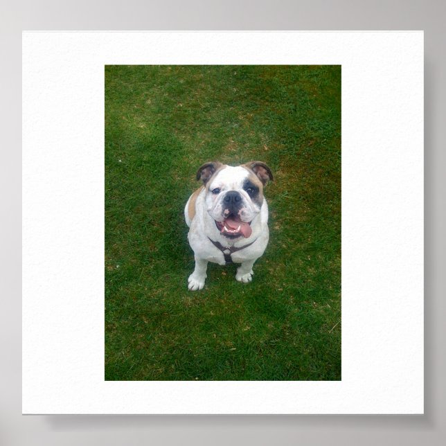 bulldog smiling.png poster (Front)