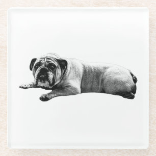 Bulldog Still Moments Glass Coaster
