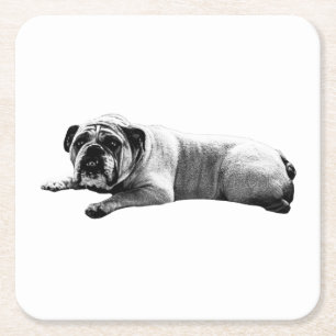 Bulldog Still Moments Square Paper Coaster