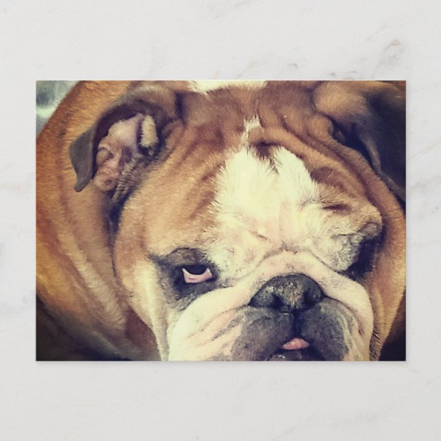 bulldog stink eye postcard (Front)