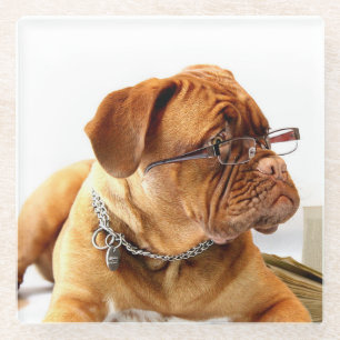 Bulldog w/glasses - Glass Coaster