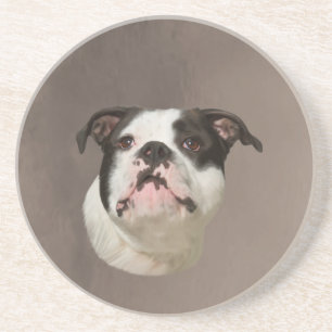 Bulldog Water Colour Art Painting Coaster