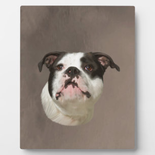 Bulldog Water Colour Art Painting Plaque