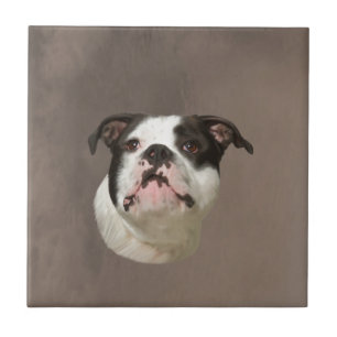 Bulldog Water Colour Art Painting Tile