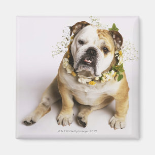 Bulldog with flower collar magnet