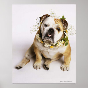 Bulldog with flower collar poster