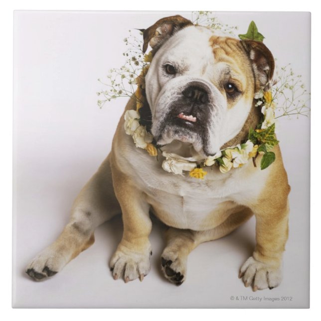Bulldog with flower collar tile (Front)