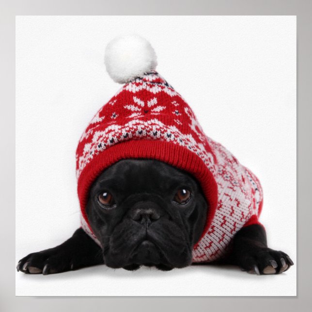 Bulldog With Hooded Sweater Poster (Front)