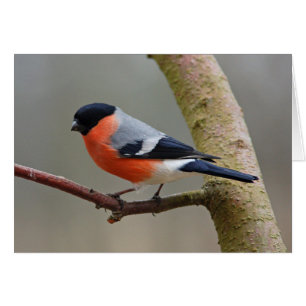Bullfinch