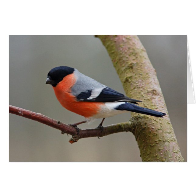 Bullfinch (Front Horizontal)