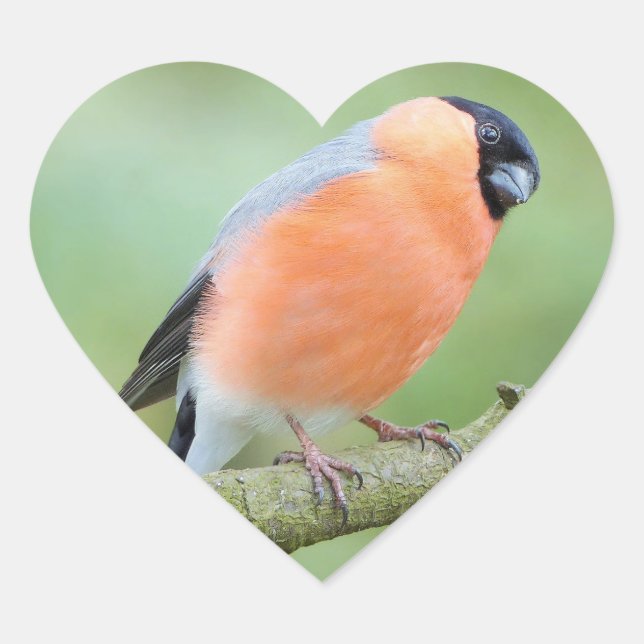 Bullfinch bird heart sticker (Front)
