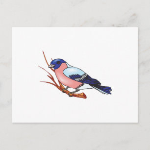 bullfinch bird postcard
