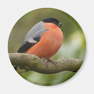 Bullfinch Magnet