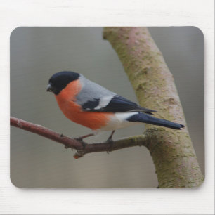 Bullfinch Mouse Pad