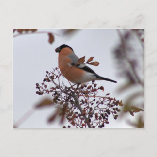 Bullfinch Postcard