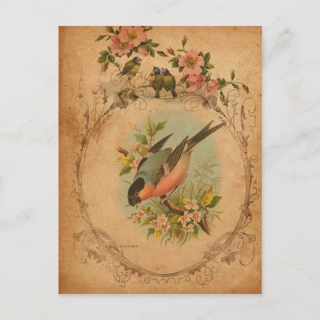 Bullfinch Postcard (Front)