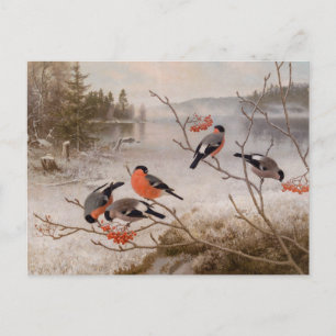 Bullfinches in winter landscape CC0821 Von Wright Postcard