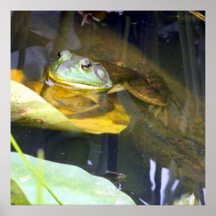Bullfrog Bathing Beauty Poster