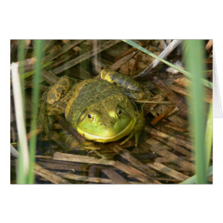 Bullfrog Card