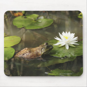 Bullfrog in Lily Pond Mouse Pad