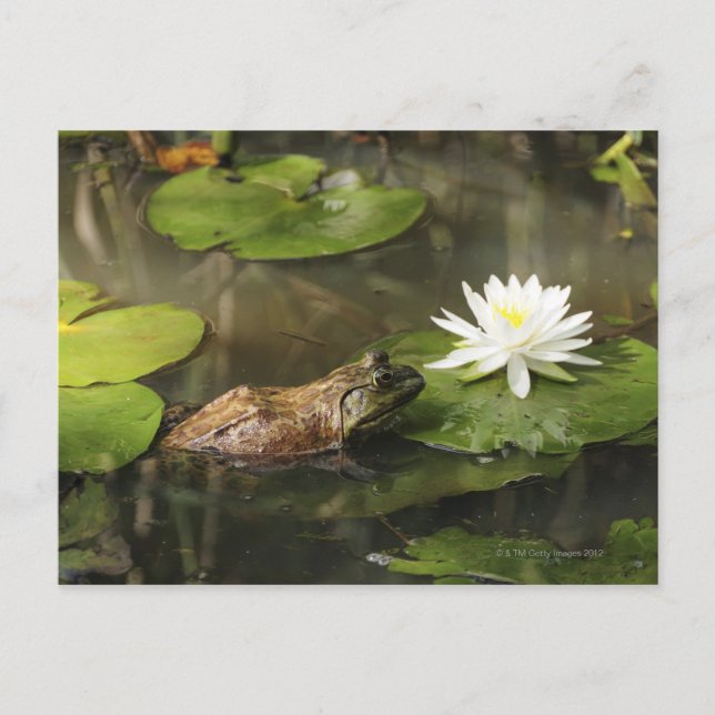 Bullfrog in Lily Pond Postcard (Front)