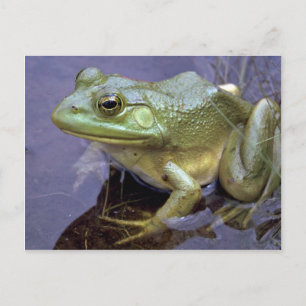 Bullfrog, Lake St. Peter, Ontario, Canada Postcard