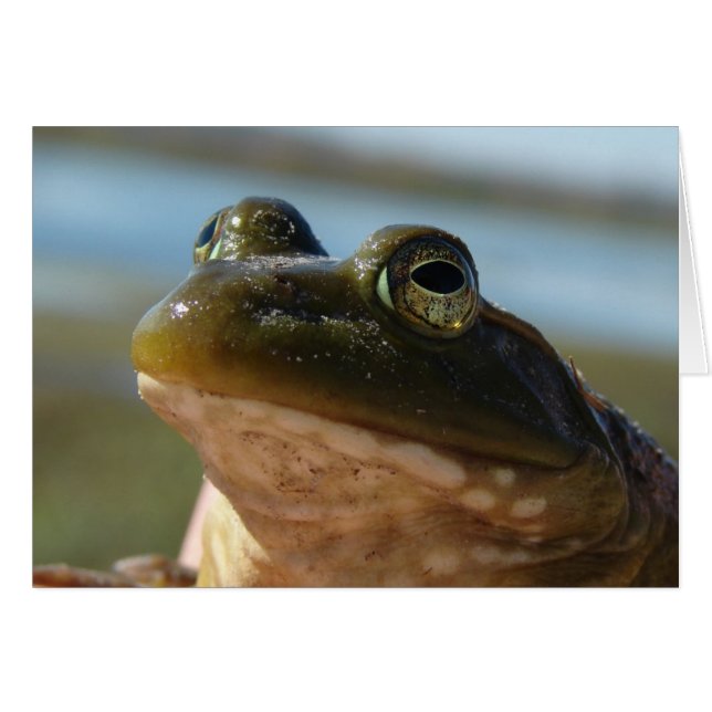 Bullfrog Photo, Prince Humour (Front Horizontal)