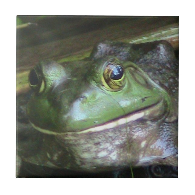 Bullfrog Photo Tile (Front)