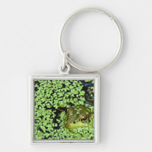 Bullfrog (Pyxicephalus adspersus) in duckweed Key Ring