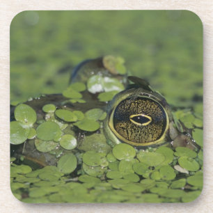 Bullfrog, Rana catesbeiana, adult in duckweed Coaster
