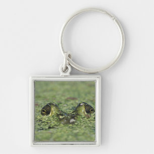 Bullfrog, Rana catesbeiana, adult in duckweed Key Ring