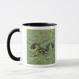 Bullfrog, Rana catesbeiana, adult in duckweed Mug