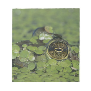 Bullfrog, Rana catesbeiana, adult in duckweed Notepad