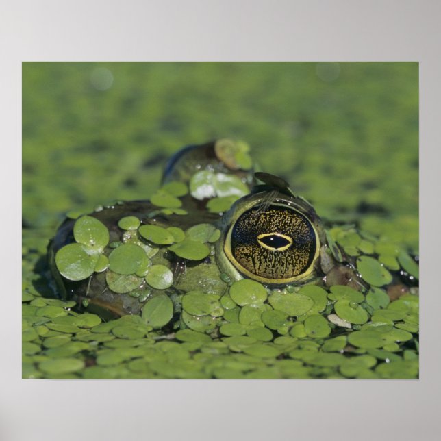 Bullfrog, Rana catesbeiana, adult in duckweed Poster (Front)