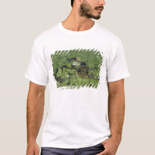 Bullfrog, Rana catesbeiana, adult in duckweed T-Shirt