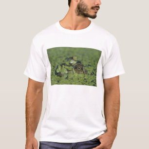 Bullfrog, Rana catesbeiana, adult in duckweed T-Shirt