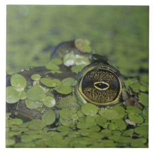 Bullfrog, Rana catesbeiana, adult in duckweed Tile