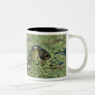 Bullfrog, Rana catesbeiana, adult in duckweed Two-Tone Coffee Mug