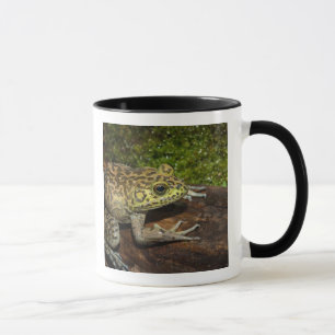 Bullfrog, Rana catesbeiana Mug