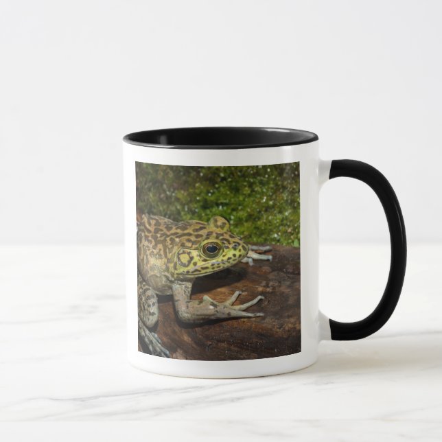 Bullfrog, Rana catesbeiana Mug (Right)