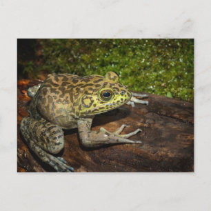 Bullfrog, Rana catesbeiana Postcard