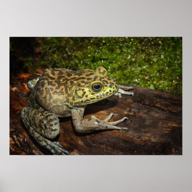Bullfrog, Rana catesbeiana Poster (Front)