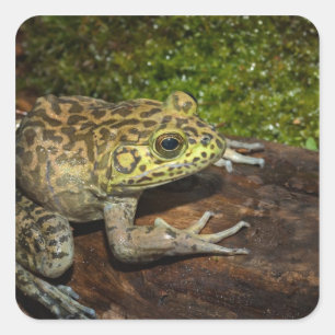 Bullfrog, Rana catesbeiana Square Sticker